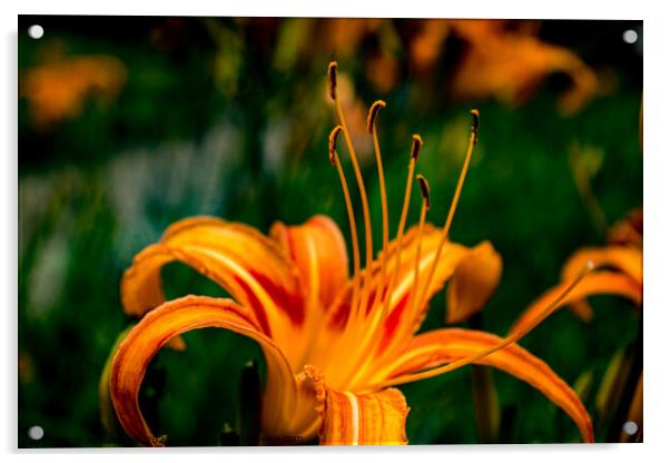 Orange Daylilly Acrylic by Adelaide Lin