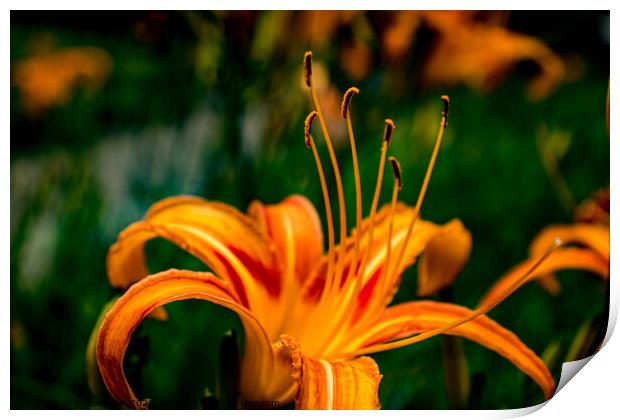 Orange Daylilly Print by Adelaide Lin