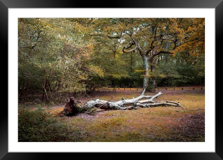 A fallen tree in the New Forest Framed Mounted Print by Leighton Collins