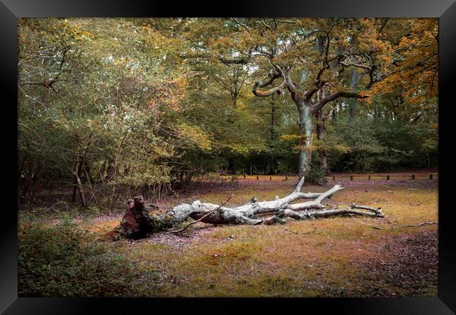 A fallen tree in the New Forest Framed Print by Leighton Collins