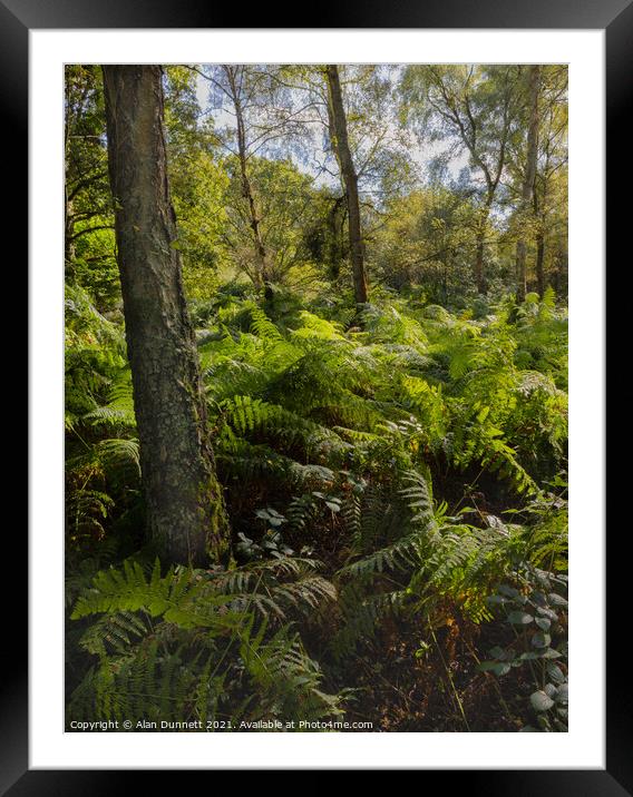 Summer woodland Framed Mounted Print by Alan Dunnett
