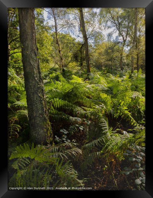 Summer woodland Framed Print by Alan Dunnett