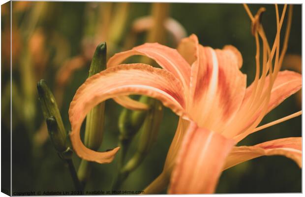Daylily Canvas Print by Adelaide Lin