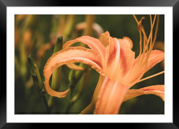Daylily Framed Mounted Print by Adelaide Lin