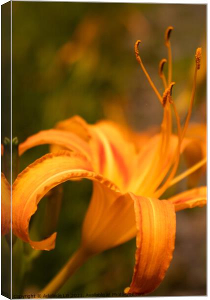 Dreamy Daylily Canvas Print by Adelaide Lin