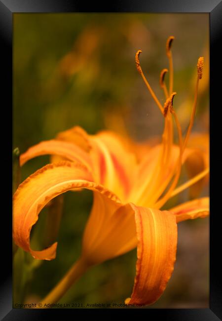 Dreamy Daylily Framed Print by Adelaide Lin