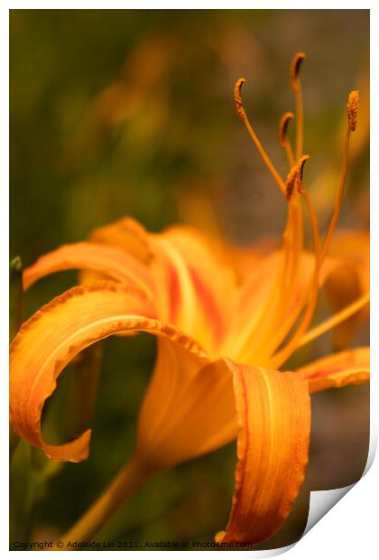 Dreamy Daylily Print by Adelaide Lin
