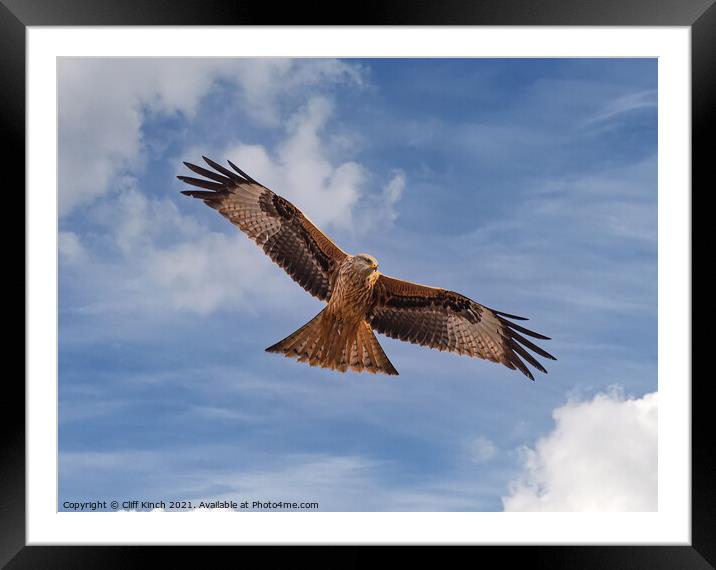 Majestic Red Kite Soaring above Oxfordshire Fields Framed Mounted Print by Cliff Kinch
