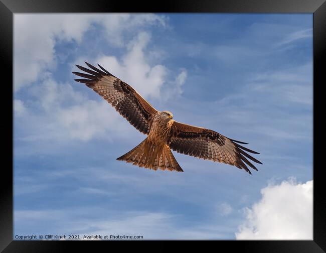 Majestic Red Kite Soaring above Oxfordshire Fields Framed Print by Cliff Kinch