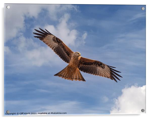 Majestic Red Kite Soaring above Oxfordshire Fields Acrylic by Cliff Kinch