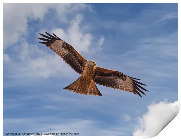 Majestic Red Kite Soaring above Oxfordshire Fields Print by Cliff Kinch