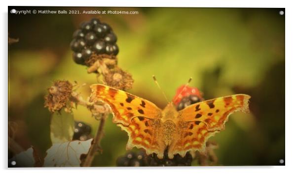 Blackberry  Butterfly  Acrylic by Matthew Balls