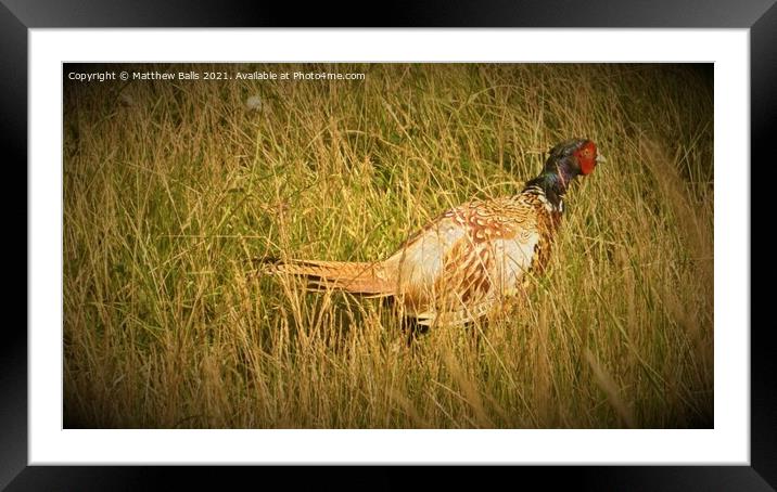 Pleasant pheasant  Framed Mounted Print by Matthew Balls