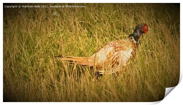 Pleasant pheasant  Print by Matthew Balls