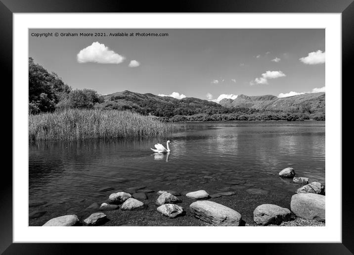 Swan on Elterwater monochrome Framed Mounted Print by Graham Moore