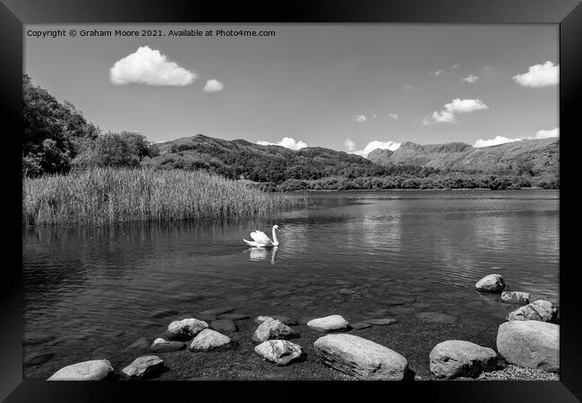 Swan on Elterwater monochrome Framed Print by Graham Moore
