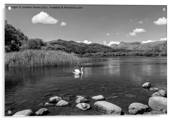 Swan on Elterwater monochrome Acrylic by Graham Moore