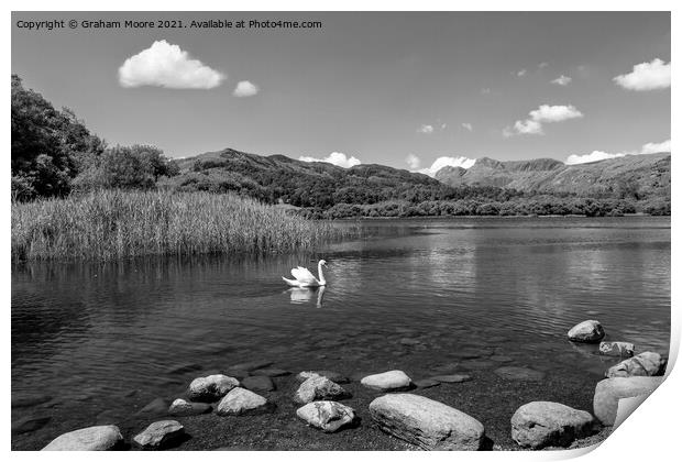 Swan on Elterwater monochrome Print by Graham Moore