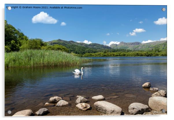 Swan on Elterwater Acrylic by Graham Moore