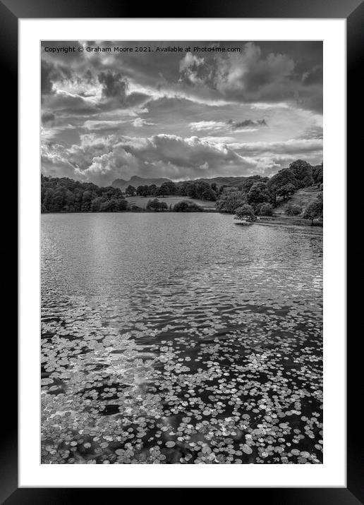 Water lilies at Loughrigg Tarn monochrome Framed Mounted Print by Graham Moore