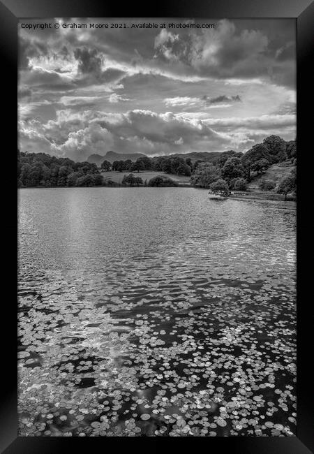 Water lilies at Loughrigg Tarn monochrome Framed Print by Graham Moore