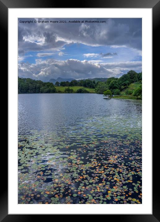 Water lilies at Loughrigg Tarn Framed Mounted Print by Graham Moore