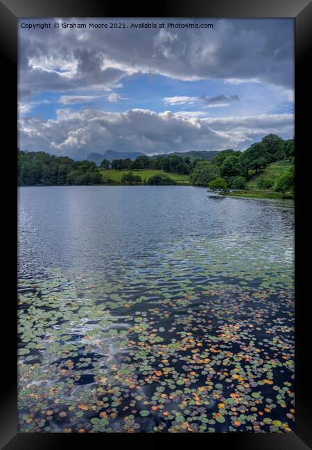 Water lilies at Loughrigg Tarn Framed Print by Graham Moore