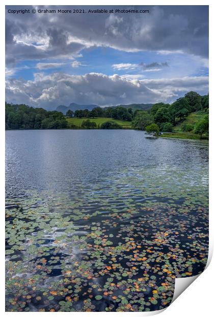 Water lilies at Loughrigg Tarn Print by Graham Moore