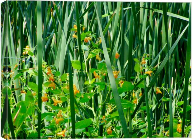 Wild flowers in the reeds Canvas Print by Stephanie Moore