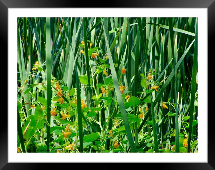 Wild flowers in the reeds Framed Mounted Print by Stephanie Moore
