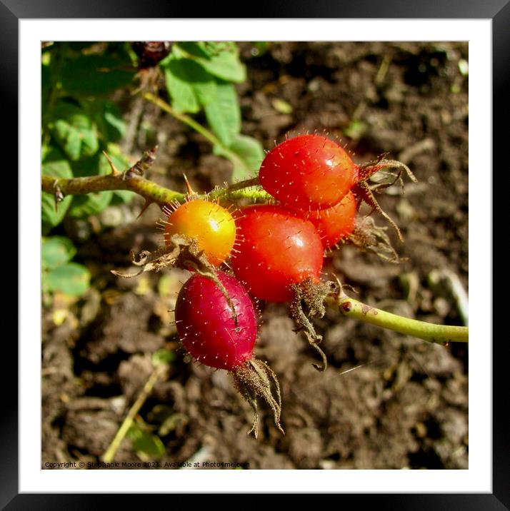 Spiky rosehips Framed Mounted Print by Stephanie Moore