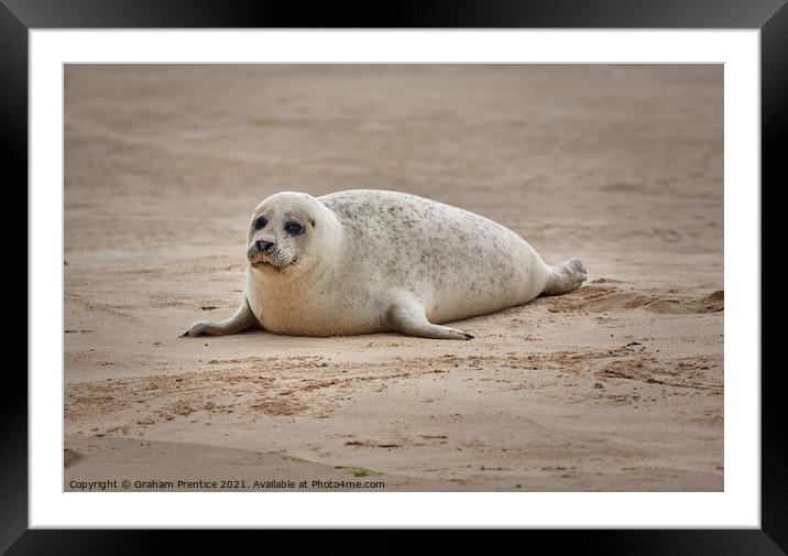 A Seal Pup on Blakeney Point, Norfolk Framed Mounted Print by Graham Prentice