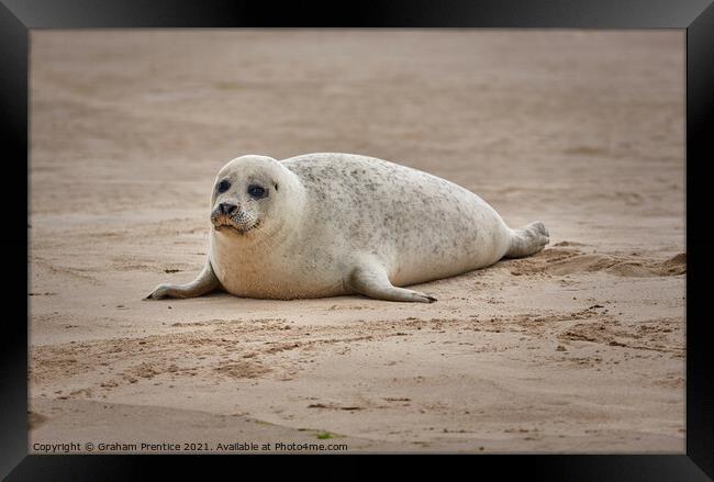A Seal Pup on Blakeney Point, Norfolk Framed Print by Graham Prentice