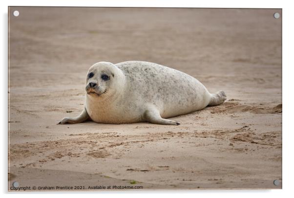 A Seal Pup on Blakeney Point, Norfolk Acrylic by Graham Prentice