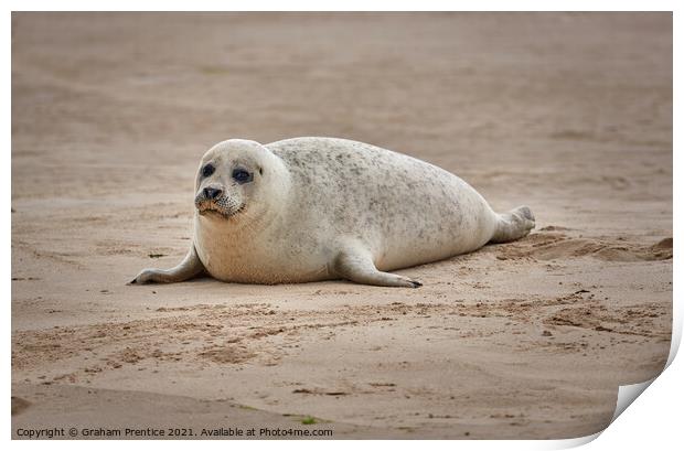 A Seal Pup on Blakeney Point, Norfolk Print by Graham Prentice