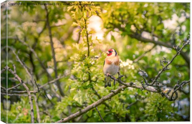 Goldfinch in the trees Canvas Print by Derrick Fox Lomax