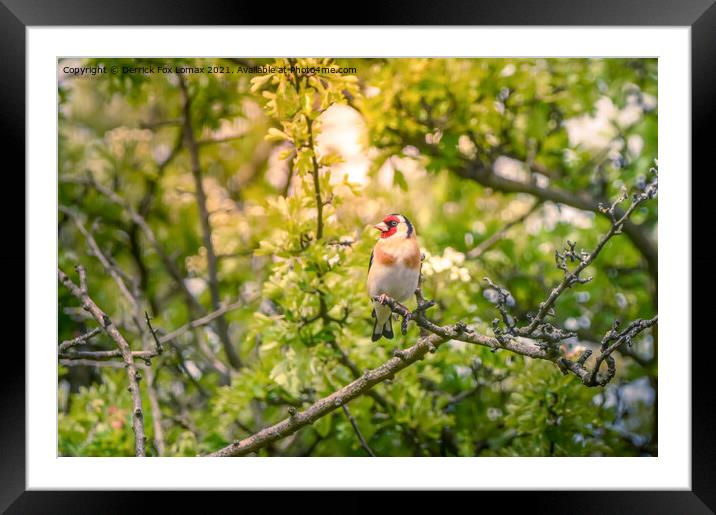 Goldfinch in the trees Framed Mounted Print by Derrick Fox Lomax