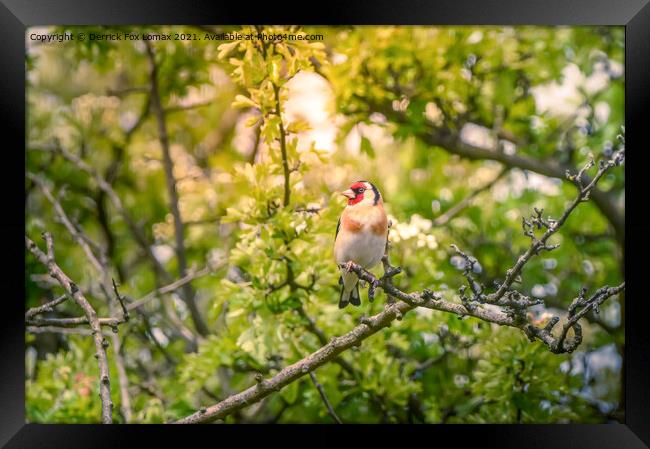 Goldfinch in the trees Framed Print by Derrick Fox Lomax