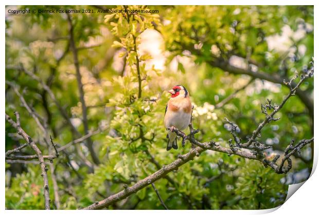 Goldfinch in the trees Print by Derrick Fox Lomax
