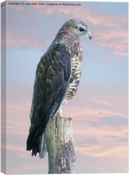 Peregrine Falcon Canvas Print by Lynn Bolt