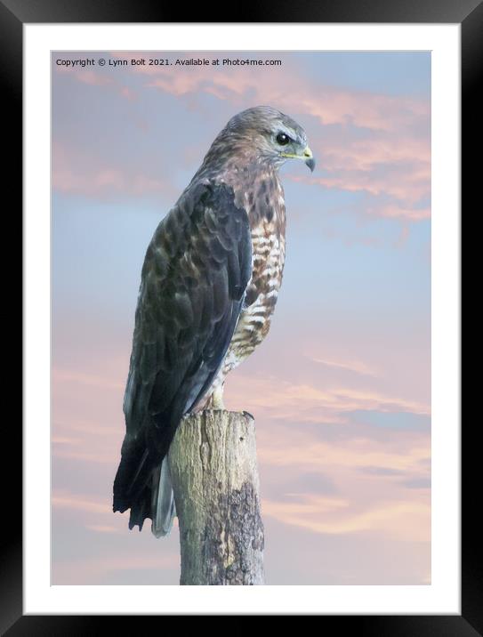 Peregrine Falcon Framed Mounted Print by Lynn Bolt