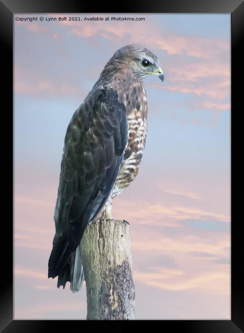 Peregrine Falcon Framed Print by Lynn Bolt