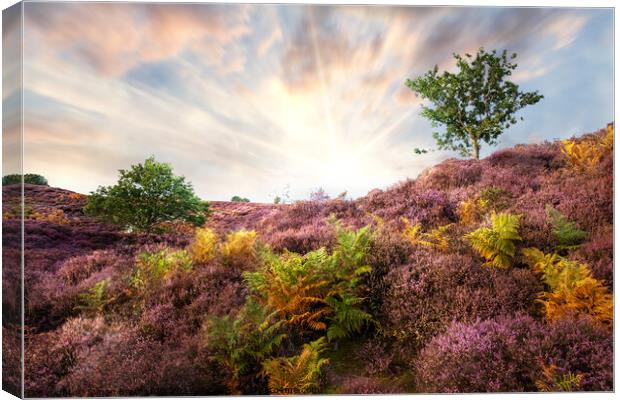 Purple heather sunrise at Roydon Common Norfolk Canvas Print by Simon Bratt LRPS