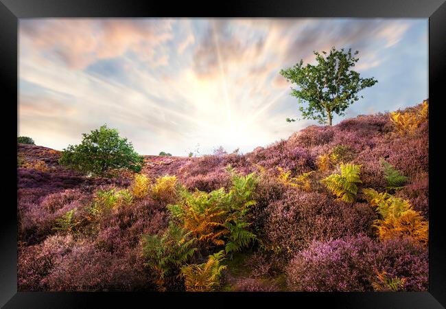 Purple heather sunrise at Roydon Common Norfolk Framed Print by Simon Bratt LRPS