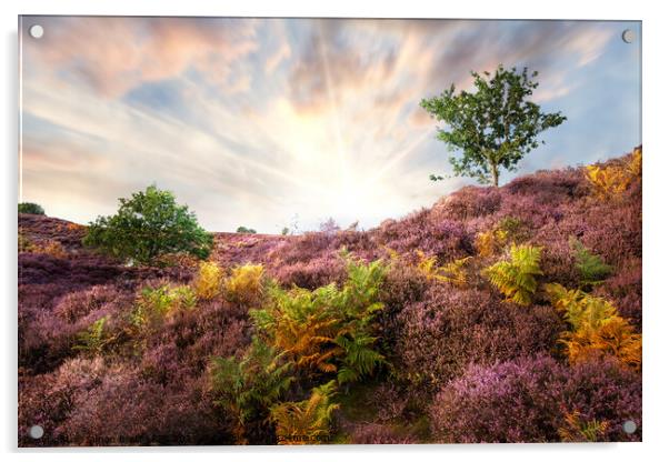 Purple heather sunrise at Roydon Common Norfolk Acrylic by Simon Bratt LRPS