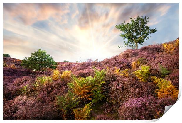 Purple heather sunrise at Roydon Common Norfolk Print by Simon Bratt LRPS