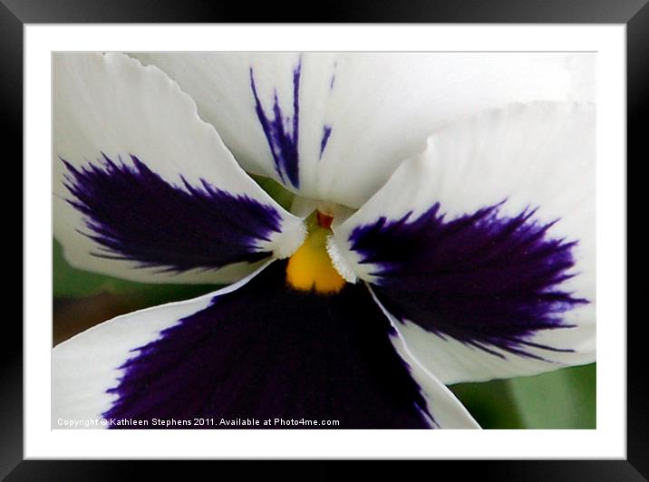 White Blotch Pansy Framed Mounted Print by Kathleen Stephens