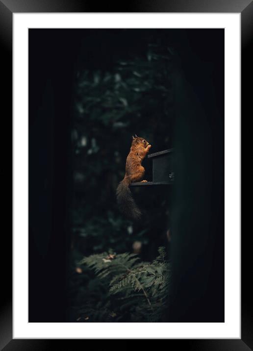 A squirrel sitting in a dark room Framed Mounted Print by Jonny Gios