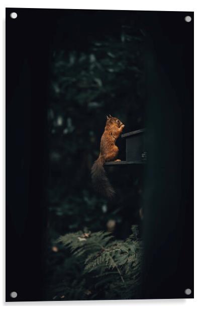 A squirrel sitting in a dark room Acrylic by Jonny Gios