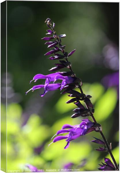 Single Purple Salvia Amistad Bloom Canvas Print by Imladris 